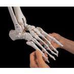 　3B社  人体模型 　足骨格模型　A31/1 足の骨モデル脛骨・腓骨付き　エラスティックコードつなぎ 　 鍼灸  模型