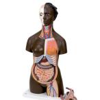 ̵�������� �о����� 3B�ҡ��ȥ륽����˶�Ϸ� ���եꥫ�Ͽͥȥ륽��24ʬ���ǥ�ξ�� (b37) �� 蝹�  �Ϸ�