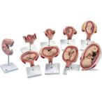 3B�ҡ�ǥ�����ۻ��Ϸ���ǥ����ǥ�ǥ�å������꡼������l11) ���� smtb-s   fsp2124-6m