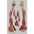 ̵�������� �о����� ���ॽ�� ��������˶�Ϸ� ns15 蝹�  �Ϸ�