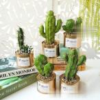  человеческий труд декоративное растение кактус искусственная зелень pot искусственный цветок суккулентное растение 5 вид церемония окончания 