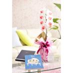 花とギフトのセット　選べる花色のカラー胡蝶蘭　彩 - irodori -　1本立（暖色系）とカタログギフト（ミストラル/マロウ）