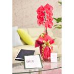 花とギフトのセット　選べる花色のカラー胡蝶蘭　彩 - irodori -　1本立（暖色系）とカタログギフト（ミストラル/セーブル）