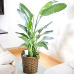 観葉植物 ストレリチア・オーガスタ 10号 バスケット鉢カバー付 花言葉カード付