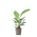 観葉植物ストレリチア・オーガスタ1...