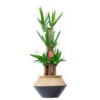 観葉植物ユッカ・エレファンティペス...