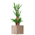 観葉植物ユッカ・エレファンティペス...