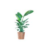 観葉植物ストレリチア・オーガスタ1...