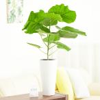 観葉植物ウンベラータ6号白丸陶器鉢