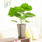 観葉植物ウンベラータ6号黒角プラ鉢