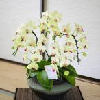 胡蝶蘭ミディ　和鉢まどか（フォーチュンザルツマン）5本立　敷物付