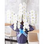 胡蝶蘭5本立（白）　2.5万円コース規格（50〜55輪程度）