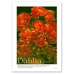 ポスター A3サイズ 『Dahlia』 インテリア フォト 花 おしゃれポスター Interior Art Poster