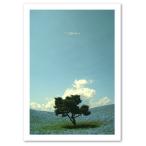 ¥¤¥ó¥Æ¥ê¥¢¥Ý¥¹¥¿¡¼ A2¥µ¥¤¥º ¡ØNemophila¡Ù ¥Õ¥©¥È É÷·Ê ¥Í¥â¥Õ¥£¥é ¤ª¤·¤ã¤ì ¥Ý¥¹¥¿¡¼ Interior Art Poster