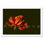  искусство постер A3 размер [Adrienne] фото / цветок, растения модный постер / Interior Art Poster