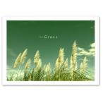 アートポスター A3サイズ 『Pampasgrass』 フォト 花,植物 Interior Art Poster