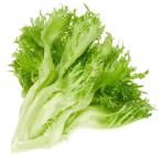 [ совершенно круговорот type гидропонная культура ] оборка lettuce 1 АО akponi Shonan Fujisawa [ рефрижератор ]