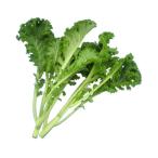  бесплатная доставка [ вы только. предварительный заказ гидропонная культура ]kalasi.5~10 АО akponi Shonan Fujisawa [ рефрижератор ] включая доставку 