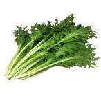  бесплатная доставка [ вы только. предварительный заказ гидропонная культура ] васаби .5~10 АО akponi Shonan Fujisawa [ рефрижератор ] включая доставку 