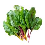  бесплатная доставка [ вы только. предварительный заказ гидропонная культура ] Швейцария коричневый -do8шт.@x5akponi Shonan Fujisawa [ рефрижератор ] включая доставку 