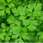  бесплатная доставка [ вы только. предварительный заказ гидропонная культура ] итальянская петрушка 50gx5akponi Shonan Fujisawa [ рефрижератор ] включая доставку 