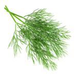  бесплатная доставка [ вы только. предварительный заказ гидропонная культура ] укроп 20gx5akponi Shonan Fujisawa [ рефрижератор ] включая доставку 