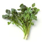 [ совершенно круговорот type гидропонная культура ][ вы только. предварительный заказ культивирование ] кресс 5шт.@akponi Shonan Fujisawa [ рефрижератор ]