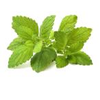  бесплатная доставка [ вы только. предварительный заказ гидропонная культура ] мелисса лимонная 20gx5akponi Shonan Fujisawa [ рефрижератор ] включая доставку 