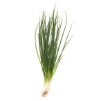  бесплатная доставка [ вы только. предварительный заказ гидропонная культура ] шнитт-лук 10gx5akponi Shonan Fujisawa [ рефрижератор ] включая доставку 