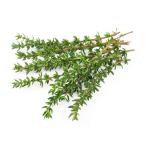  бесплатная доставка [ вы только. предварительный заказ гидропонная культура ] время 20gx5akponi Shonan Fujisawa [ рефрижератор ] включая доставку 