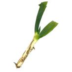  бесплатная доставка [ утро рынок прямой line ] Gunma префектура другой внизу . рисовое поле лук порей (.... лук порей )L размер 1 шт. примерно 100g x2 шт. комплект [ рефрижератор ] включая доставку 