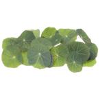 [ утро рынок прямой line ] префектура Аичи другой na старт chium. лист PC примерно 20 листов [ рефрижератор ]