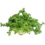  бесплатная доставка [ утро рынок прямой line ] Ooita префектура другой en большой b пачка примерно 200g x2 шт. комплект [ рефрижератор ] включая доставку 