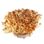 [ утро рынок прямой line ] Nagano префектура другой ... дерево .PC примерно 100g x6 шт. комплект [ рефрижератор ]