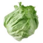 [ утро рынок прямой line ] Ibaraki префектура другой lettuce 2L размер 1 шт примерно 350~400g x6 шт. комплект [ рефрижератор ]