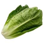 [ утро рынок прямой line ] Ibaraki префектура другой ro основной lettuce 1 шт примерно 200g x6 шт. комплект [ рефрижератор ]