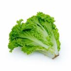 [ утро рынок прямой line ] Ibaraki префектура другой зеленый Karl 1 шт примерно 200g[ рефрижератор ]