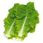 [ утро рынок прямой line ] Chiba префектура другой гибрид сельдерея и салата ( Pao )PC 10 листов ввод [ рефрижератор ]