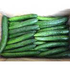 [ утро рынок прямой line ] для бизнеса * бесплатная доставка Chiba префектура другой огурец M размер 45 шт. входит .( кейс )[ рефрижератор ] включая доставку 