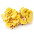 [ утро рынок прямой line ] Nagano префектура другой ....PC примерно 70g[ рефрижератор ]