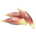 [ утро рынок прямой line ] Kochi префектура другой . груз ( японский имбирь )PC примерно 50g x4 шт. комплект [ рефрижератор ]