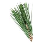  бесплатная доставка [ утро рынок прямой line ] Akita префектура другой сосна лист PC примерно 50g x2 шт. комплект [ рефрижератор ] включая доставку 