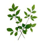  бесплатная доставка [ утро рынок прямой line ] префектура Аичи другой юг небо (....) синий PC примерно 10 листов x2 шт. комплект [ рефрижератор ] включая доставку 