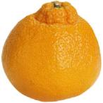 送料無料【朝市場直行