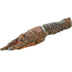 [ утро рынок прямой line ] креветка .. Исэ город море . Ibaraki префектура другой 300-350g ранг [ рефрижератор ]396975