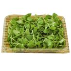 [ утро рынок прямой line ] овощи трава вид микро Pinot зеленый ( иметь машина . место ) Ibaraki префектура 18g ранг упаковка [ рефрижератор ]