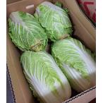 [. пестициды ] Ibaraki префектура Ono храм san. китайская капуста (4~6 штук )1 коробка [ рефрижератор ]