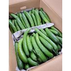 [ иметь машина засвидетельствование ] Kumamoto префектура . последующий иметь машина огурец примерно 5kg 1 коробка [ рефрижератор ]