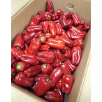 [. пестициды ] Miyazaki. красный зеленый перец роза примерно 10kg коробка [ рефрижератор ]