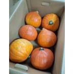 [ пестициды не использовался ] Hokkaido pokala сельское хозяйство .. ..(.....) тыква (5~9 штук ) примерно 10kg коробка [ рефрижератор ]